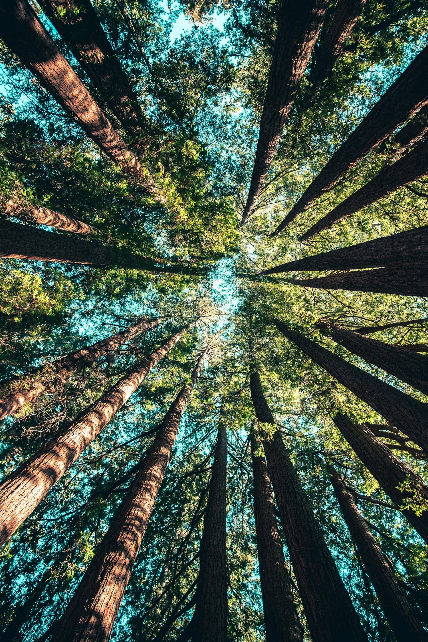 Looking up through a forest canopy toward the light